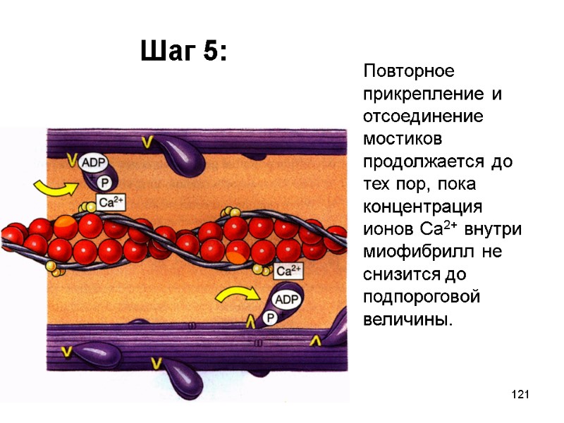 121 Шаг 5: Повторное прикрепление и отсоединение мостиков продолжается до тех пор, пока концентрация